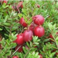 Саженец Клюква Пилигрим в контейнере